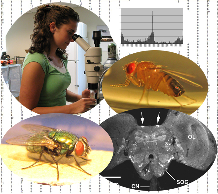 Montage of lab related images including flies, a fly brain, and a student looking through a microscope.