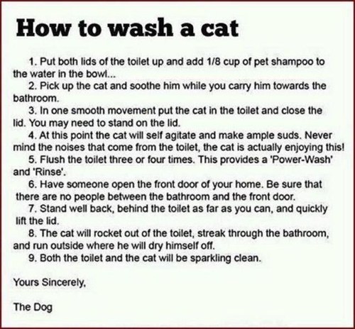 How to Wash a Cat - Cheezburger