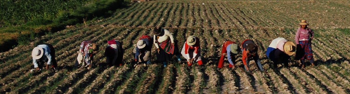 Women planting crops in Moquegua, Peru